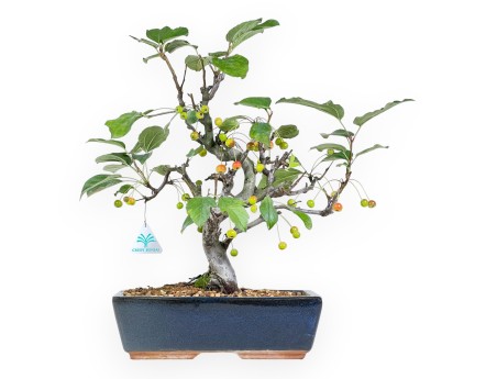 Apfelbaum Bonsai von 43 cm | Rechteckiger blauer Topf