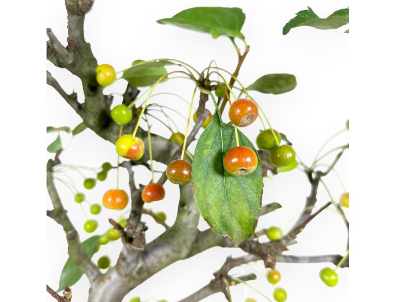 Appelboom bonsai van 43 cm | Blauwe rechthoekige pot