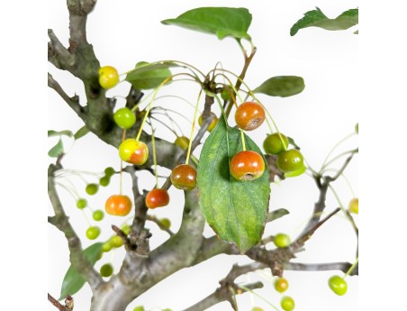 Appelboom bonsai van 43 cm | Blauwe rechthoekige pot