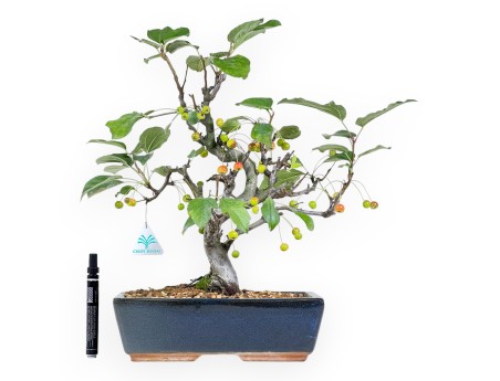 Appelboom bonsai van 43 cm | Blauwe rechthoekige pot