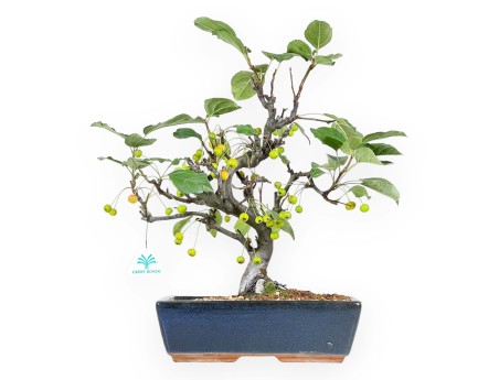 Appelboom bonsai van 43 cm | Blauwe rechthoekige pot