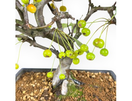 Appelboom bonsai van 43 cm | Blauwe rechthoekige pot