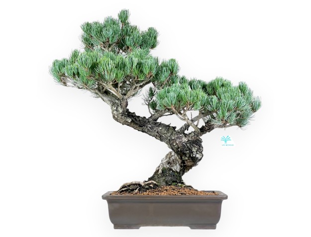 Pinus Pentaphylla bonsai 56 cm | Pot rectangulaire en grès
