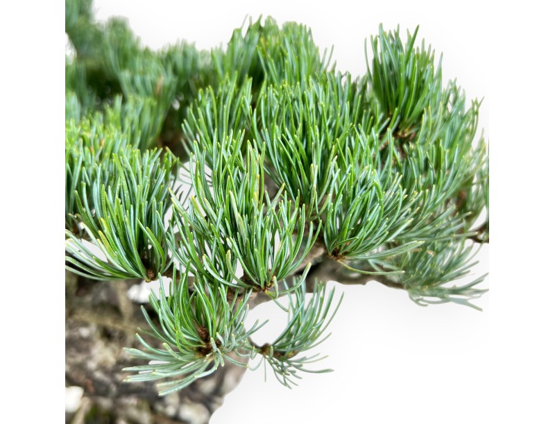 Pinus Pentaphylla bonsái 56 cm | Maceta rectangular de gres
