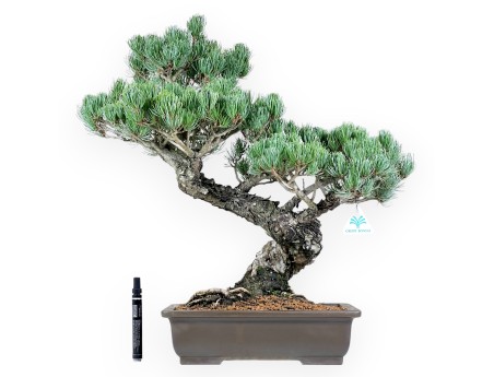 Pinus Pentaphylla Bonsai 56 cm | Rechteckiger Steinguttopf