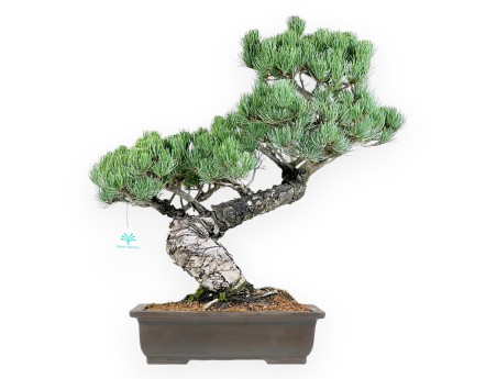 Pinus Pentaphylla Bonsai 56 cm | Rechteckiger Steinguttopf