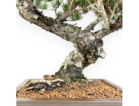 Pinus Pentaphylla bonsai 56cm|Rechthoekige ongeglazuurde pot