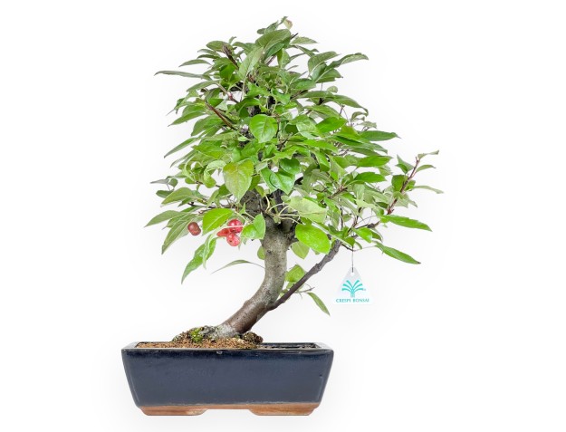Bonsaï de pommier de 45 cm | Pot rectangulaire bleu