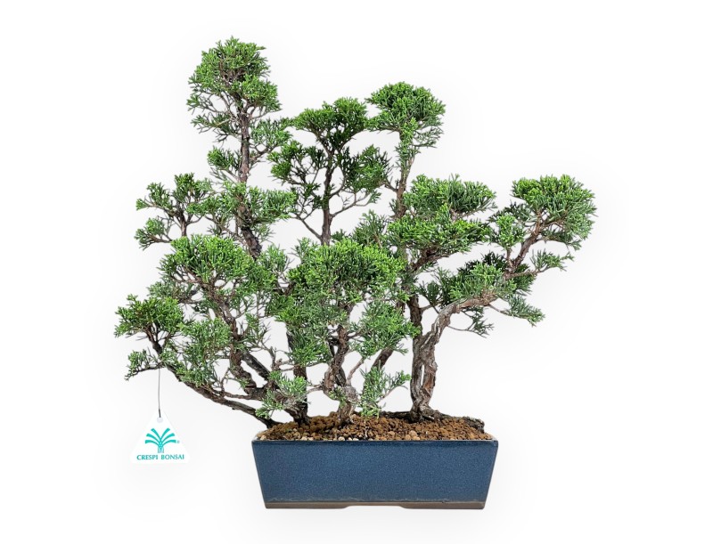 Jeneverbes bonsai van 38 cm | Blauwe rechthoekige pot