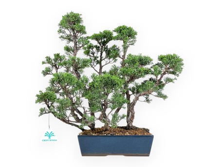 Bonsai di ginepro da 38 cm | Vaso rettangolare blu