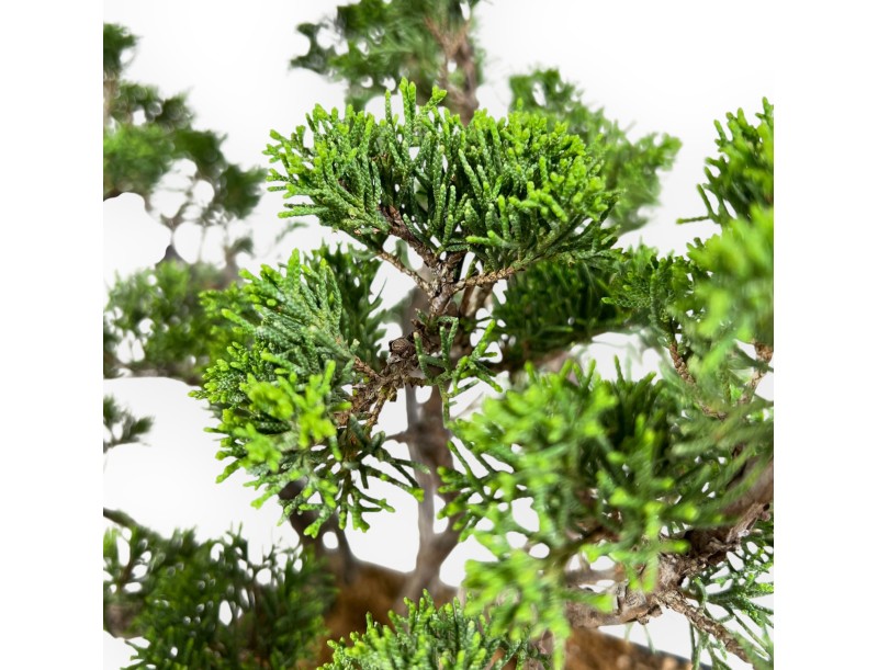 Juniper bonsai 38 cm | Blue rectangular pot