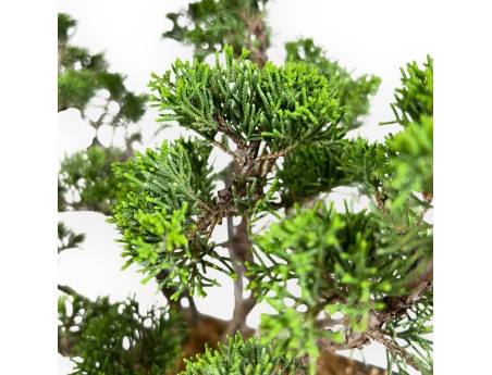 Juniper bonsai 38 cm | Blue rectangular pot