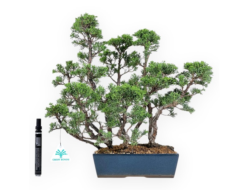 Jeneverbes bonsai van 38 cm | Blauwe rechthoekige pot