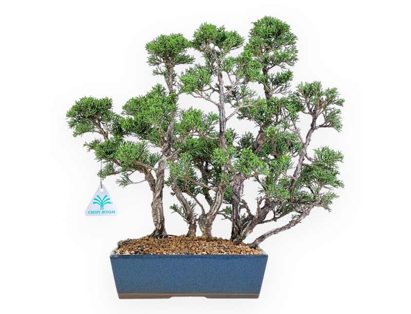 Enebro bonsái de 38 cm | Maceta rectangular azul