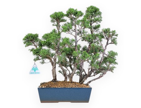 Bonsaï de genévrier de 38 cm | Pot rectangulaire bleu