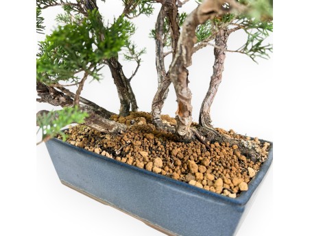 Enebro bonsái de 38 cm | Maceta rectangular azul