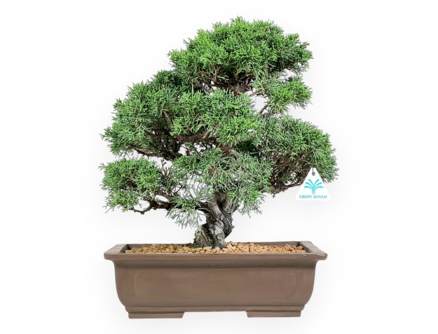Bonsai di ginepro da 39 cm | Vaso rettangolare grès