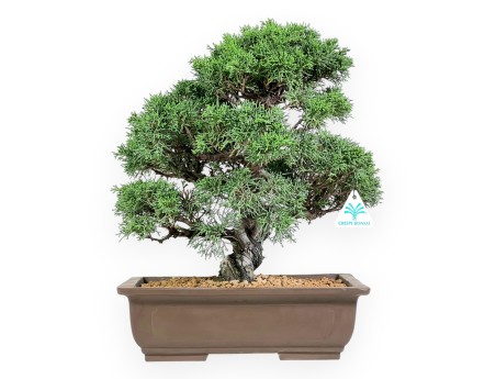 Juniper bonsai 39 cm | Rectangular stoneware pot