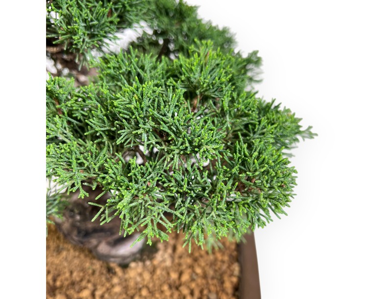 Bonsaï de genévrier de 39 cm | Pot rectangulaire en grès