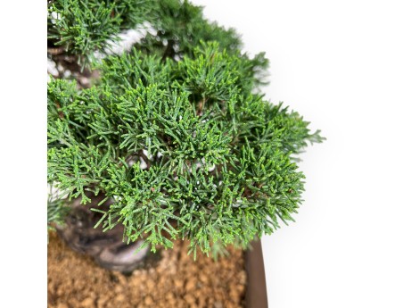 Juniper bonsai 39 cm | Rectangular stoneware pot