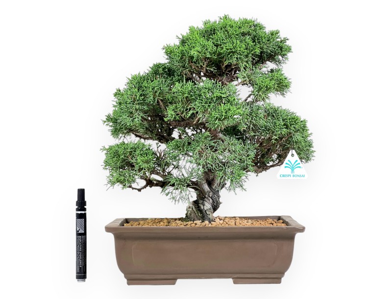 Bonsaï de genévrier de 39 cm | Pot rectangulaire en grès