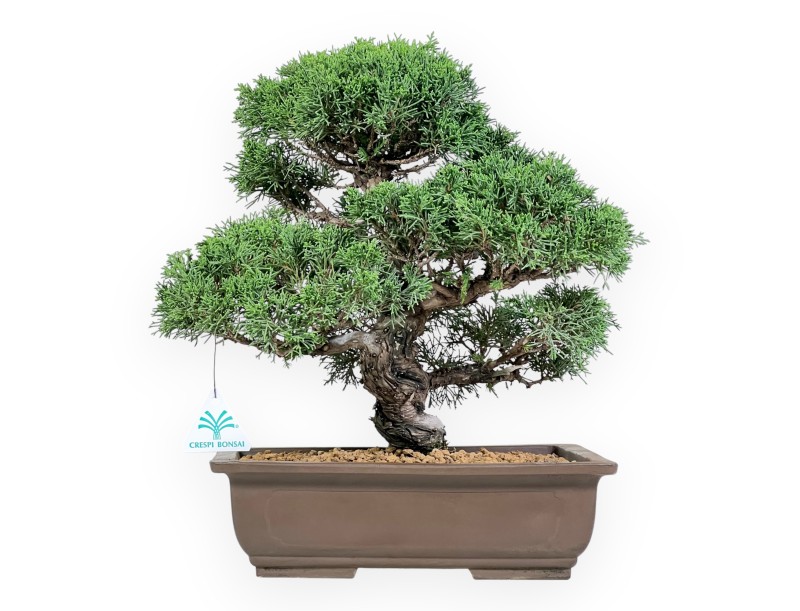 Juniper bonsai 39 cm | Rectangular stoneware pot