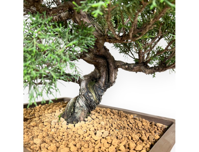 Bonsaï de genévrier de 39 cm | Pot rectangulaire en grès