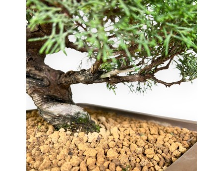 Wacholder Bonsai 39 cm | Rechteckiger Steinguttopf