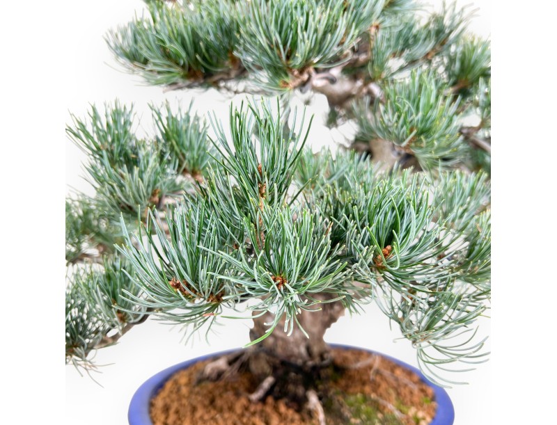 Pinus Pentaphylla bonsai 52 cm | Blue rectangular pot