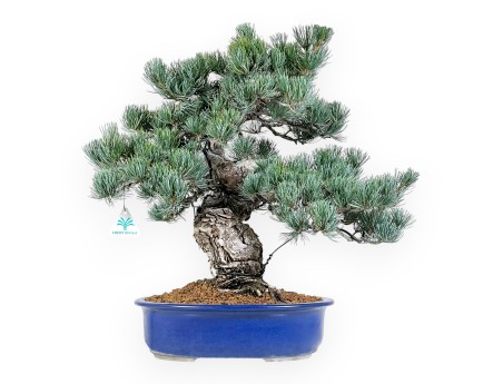 Pinus Pentaphylla Bonsai 52 cm | Rechteckiger blauer Topf