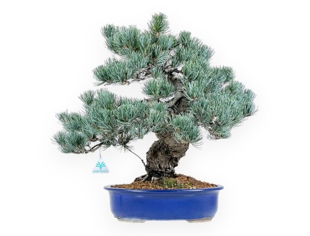 Pinus Pentaphylla bonsai 52 cm | Blauwe rechthoekige pot