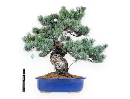 Pinus Pentaphylla bonsai 52 cm | Blue rectangular pot