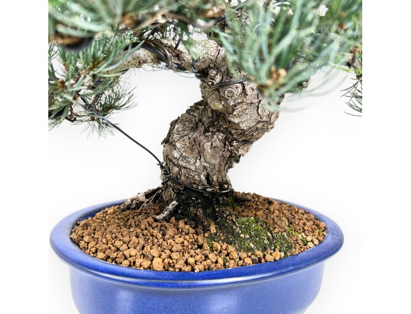 Pinus Pentaphylla Bonsai 52 cm | Rechteckiger blauer Topf