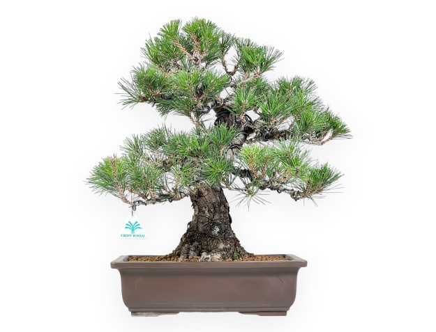 Bonsai di Pinus thunbergii da 49 cm | Vaso rettangolare grès