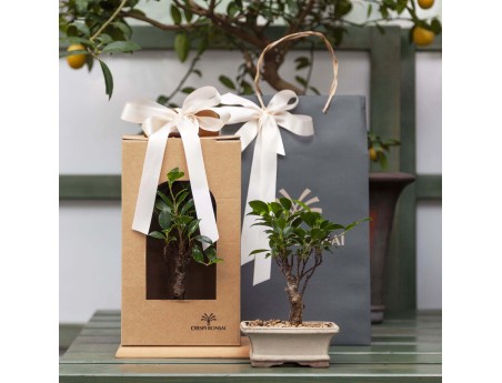Scatola natural per bomboniera bonsai