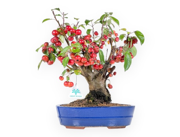 Bonsai di melo da 40 cm | Vaso ovale blu