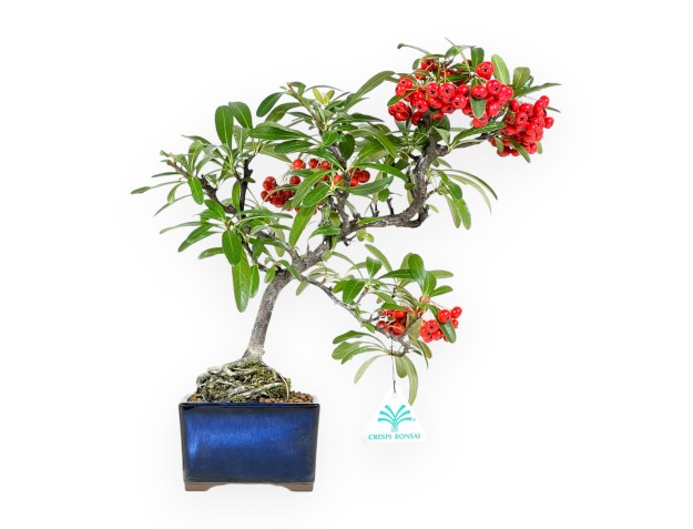 Bonsai di Pyracantha da 30 cm | Vaso quadrato blu