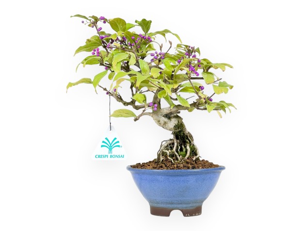 Bonsai di callicarpa da 25 cm | Vaso tondo blu