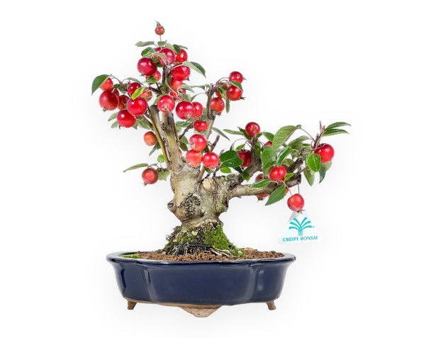 Bonsai di melo da 31 cm | Vaso a nuvola blu