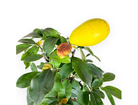 Pseudocydonia Bonsai von 44 cm | Rechteckiger blauer Topf