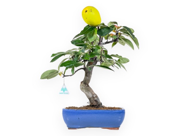 Bonsai di Pseudocydonia da 44 cm | Vaso rettangolare blu