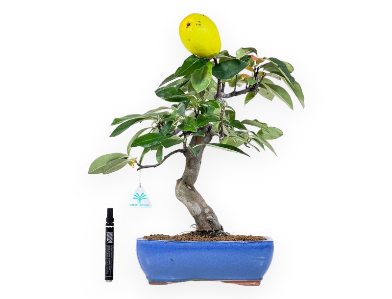 Pseudocydonia Bonsai von 44 cm | Rechteckiger blauer Topf