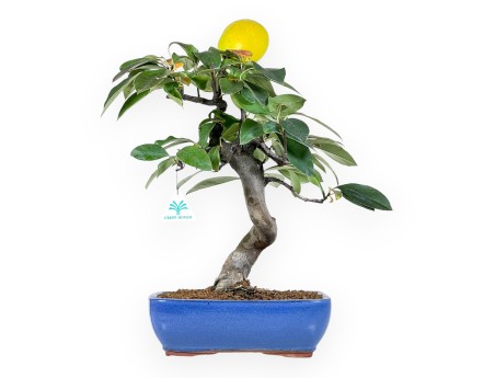 Pseudocydonia Bonsai von 44 cm | Rechteckiger blauer Topf