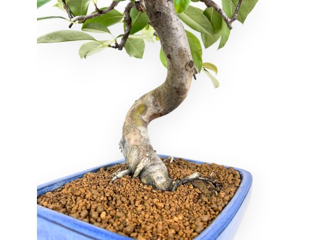 Pseudocydonia bonsai 44 cm | Blue rectangular pot