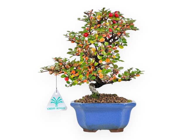 Bonsai di Cotoneaster da 25 cm | Vaso rettangolare blu