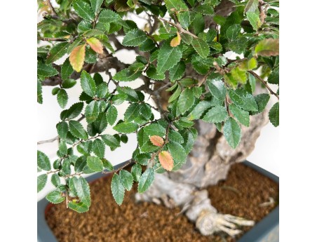 Elm tree bonsai 43 cm | Petrol-green rectangular pot