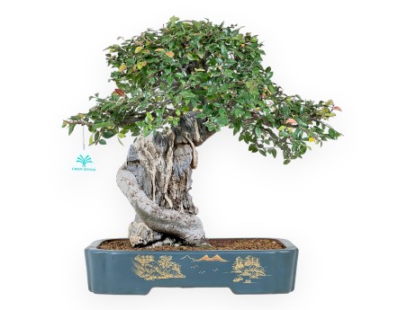 Elm tree bonsai 43 cm | Petrol-green rectangular pot