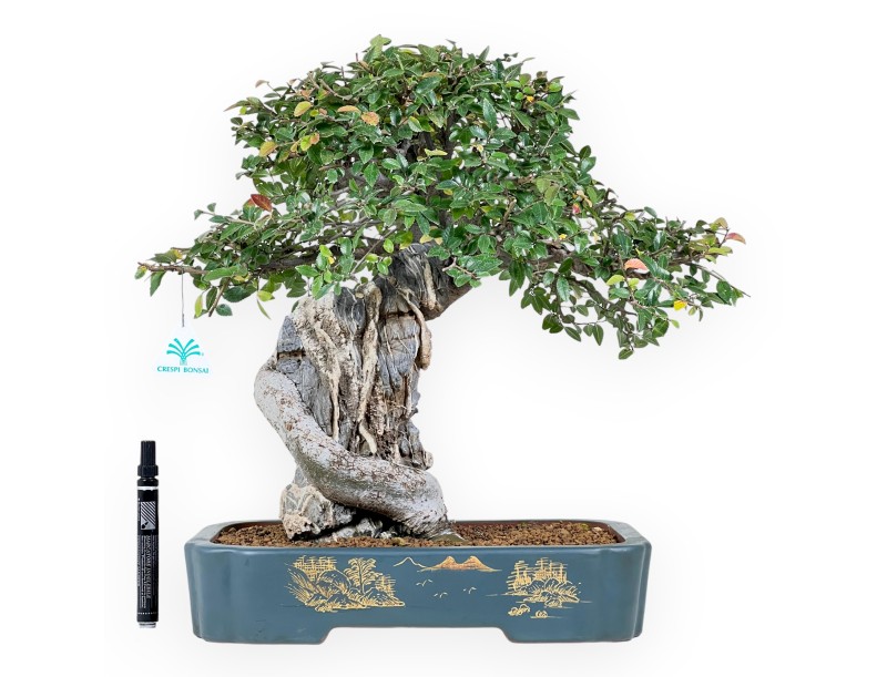 Elm tree bonsai 43 cm | Petrol-green rectangular pot