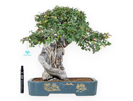 Elm tree bonsai 43 cm | Petrol-green rectangular pot