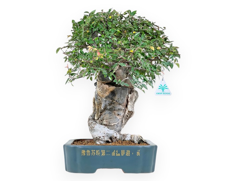 Elm tree bonsai 43 cm | Petrol-green rectangular pot